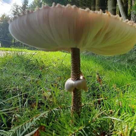 Am Siegelbaechle * Gutach im Breisgau